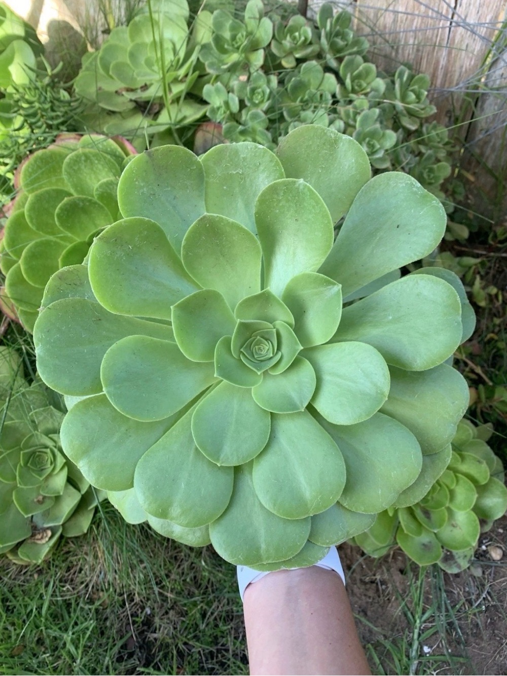 Large Aeonium Urbucum Platter Unrooted Succulent